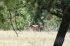 <img100*0:stuff/z/73640/deer%2520reference.1/i1262673679_8.jpg>