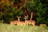 <img100*0:stuff/z/73640/deer%2520reference.1/i1262673679_9.jpg>