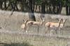 <img100*0:stuff/z/73640/deer%2520reference.1/i1262673680_15.jpg>
