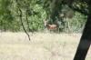 <img100*0:stuff/z/73640/deer%2520reference.1/i1262673680_16.jpg>