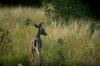 <img100*0:stuff/z/73640/deer%2520reference.1/i1262673680_17.jpg>