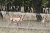 <img100*0:stuff/z/73640/deer%2520reference.1/i1262673680_18.jpg>