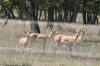 <img100*0:stuff/z/73640/deer%2520reference.1/i1262673680_19.jpg>