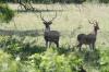 <img100*0:stuff/z/73640/deer%2520reference.1/i1262673680_20.jpg>