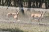 <img100*0:stuff/z/73640/deer%2520reference.1/i1262673680_21.jpg>