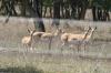 <img100*0:stuff/z/73640/deer%2520reference.1/i1262673680_22.jpg>