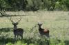 <img100*0:stuff/z/73640/deer%2520reference.1/i1262673680_23.jpg>