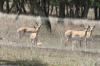 <img100*0:stuff/z/73640/deer%2520reference.1/i1262673681_24.jpg>