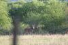 <img100*0:stuff/z/73640/deer%2520reference.1/i1262673681_25.jpg>