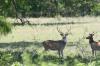 <img100*0:stuff/z/73640/deer%2520reference.1/i1262673681_26.jpg>