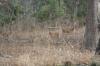 <img100*0:stuff/z/73640/deer%2520reference.2/i1264967304_1.jpg>