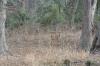 <img100*0:stuff/z/73640/deer%2520reference.2/i1264967304_2.jpg>