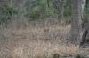 <img100*0:stuff/z/73640/deer%2520reference.2/i1264967304_4.jpg>