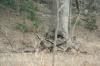 <img100*0:stuff/z/73640/deer%2520reference.2/i1264967304_5.jpg>