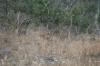 <img100*0:stuff/z/73640/deer%2520reference.2/i1264967304_6.jpg>