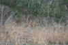 <img100*0:stuff/z/73640/deer%2520reference.2/i1264967304_7.jpg>