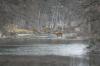 <img100*0:stuff/z/73640/deer%2520reference.2/i1264971523_1.jpg>