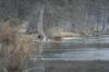 <img100*0:stuff/z/73640/deer%2520reference.2/i1264971523_2.jpg>