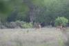 <img100*0:stuff/z/73640/deer%2520reference.2/i1264971523_3.jpg>
