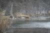 <img100*0:stuff/z/73640/deer%2520reference.2/i1264971523_4.jpg>