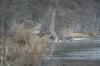 <img100*0:stuff/z/73640/deer%2520reference.2/i1264971523_5.jpg>
