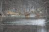 <img100*0:stuff/z/73640/deer%2520reference.2/i1264971523_6.jpg>