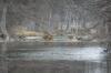<img100*0:stuff/z/73640/deer%2520reference.2/i1264971523_7.jpg>