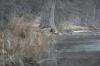 <img100*0:stuff/z/73640/deer%2520reference.2/i1264971524_9.jpg>