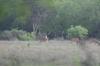<img100*0:stuff/z/73640/deer%2520reference.2/i1264971987_1.jpg>