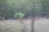 <img100*0:stuff/z/73640/deer%2520reference.2/i1264971987_2.jpg>