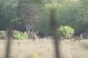 <img100*0:stuff/z/73640/deer%2520reference.2/i1264971987_3.jpg>