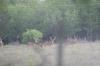 <img100*0:stuff/z/73640/deer%2520reference.2/i1264971987_4.jpg>