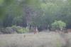 <img100*0:stuff/z/73640/deer%2520reference.2/i1264971987_5.jpg>