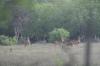 <img100*0:stuff/z/73640/deer%2520reference.2/i1264971987_6.jpg>