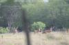 <img100*0:stuff/z/73640/deer%2520reference.2/i1264971987_7.jpg>