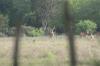<img100*0:stuff/z/73640/deer%2520reference.2/i1264971987_8.jpg>