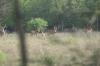 <img100*0:stuff/z/73640/deer%2520reference.2/i1264971987_9.jpg>