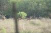 <img100*0:stuff/z/73640/deer%2520reference.2/i1264972723_1.jpg>