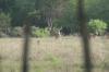<img100*0:stuff/z/73640/deer%2520reference.2/i1264972723_2.jpg>
