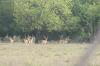 <img100*0:stuff/z/73640/deer%2520reference.2/i1264972723_3.jpg>