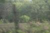 <img100*0:stuff/z/73640/deer%2520reference.2/i1264972723_4.jpg>