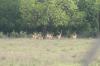 <img100*0:stuff/z/73640/deer%2520reference.2/i1264972723_5.jpg>