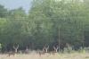 <img100*0:stuff/z/73640/deer%2520reference.2/i1264972723_6.jpg>