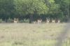 <img100*0:stuff/z/73640/deer%2520reference.2/i1264972723_7.jpg>