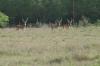 <img100*0:stuff/z/73640/deer%2520reference.2/i1264972723_8.jpg>