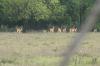 <img100*0:stuff/z/73640/deer%2520reference.2/i1264972723_9.jpg>