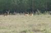 <img100*0:stuff/z/73640/deer%2520reference.2/i1264972724_10.jpg>