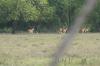<img100*0:stuff/z/73640/deer%2520reference.2/i1264972724_11.jpg>