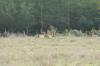 <img100*0:stuff/z/73640/deer%2520reference.2/i1264972724_12.jpg>