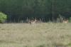 <img100*0:stuff/z/73640/deer%2520reference.2/i1264972724_13.jpg>